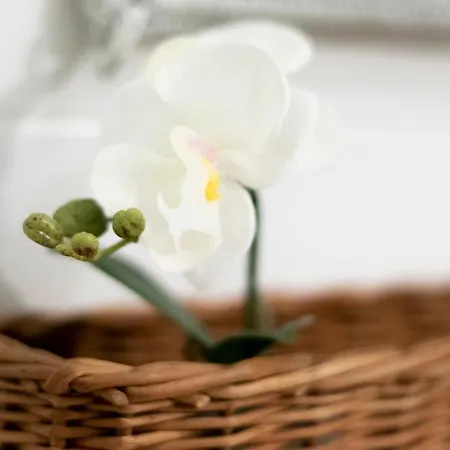 Bed & Breakfast Domus Debora, Suite And Apartment Pietrasanta